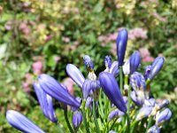 20180623 101024  Flowers in Barbican